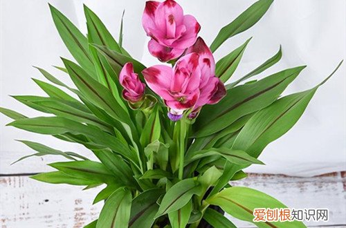 姜荷花烂茎怎么办 姜荷花烂根了要怎么办？要怎么处理？