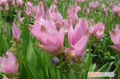姜荷花烂茎怎么办 姜荷花烂根了要怎么办？要怎么处理？