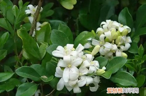 九里香叶子发黄怎么回事 九里香叶子发黄是什么原因？怎么办？