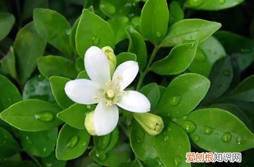 九里香叶子发黄怎么回事 九里香叶子发黄是什么原因？怎么办？