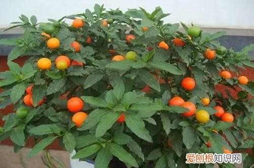 珊瑚花叶子发黄是什么原因 珊瑚豆黄叶子是什么原因？怎么办？