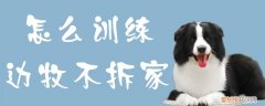 怎么训练边牧不拆家，怎么训练边牧不拆家的方法