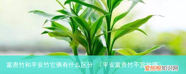 平安富贵竹不宜放哪 富贵竹和平安竹它俩有什么区分