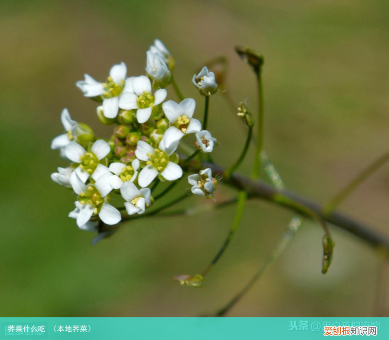 本地荠菜 荠菜什么吃