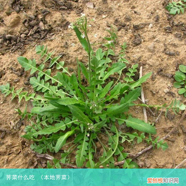本地荠菜 荠菜什么吃