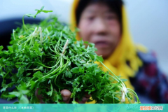 本地荠菜 荠菜什么吃