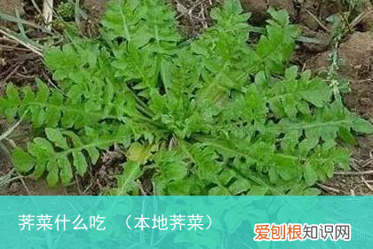 本地荠菜 荠菜什么吃