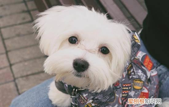 狗粮一般保质期多长时间 狗粮保质期一般多久