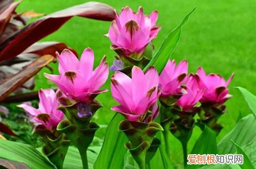 姜花只长叶子不开花 姜荷花光长叶子不开花是什么原因？怎么解决？