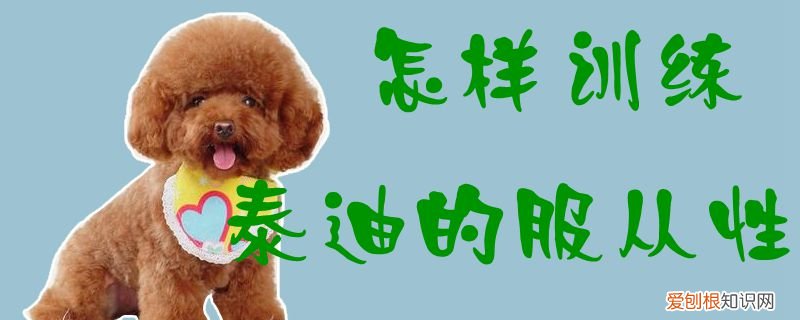 怎样训练泰迪的服从性，泰迪服从性差