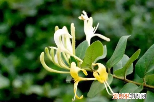 金银花是要开花还是不开花 金银花养久才能开花？不开花是怎么回事呢？