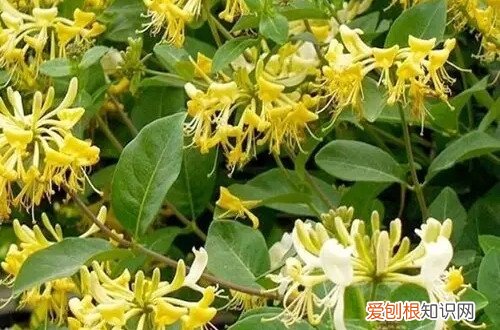 金银花是要开花还是不开花 金银花养久才能开花？不开花是怎么回事呢？