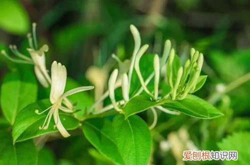 金银花是要开花还是不开花 金银花养久才能开花？不开花是怎么回事呢？