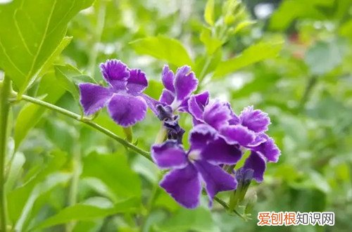 金丝露花有毒吗 金露花有毒吗？还能养在家里吗？