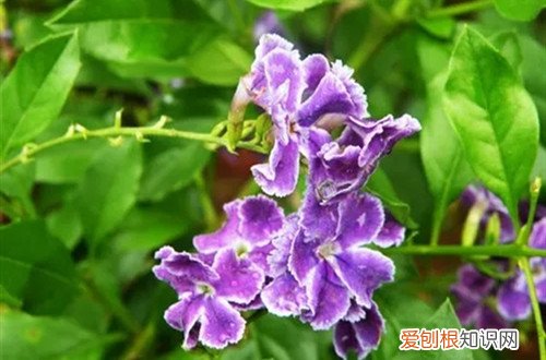 金丝露花有毒吗 金露花有毒吗？还能养在家里吗？