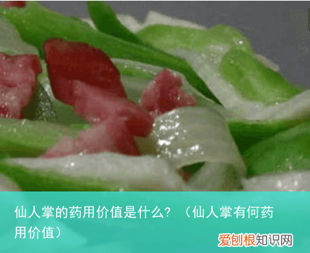 仙人掌有何药用价值 仙人掌的药用价值是什么?