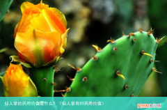 仙人掌有何药用价值 仙人掌的药用价值是什么?