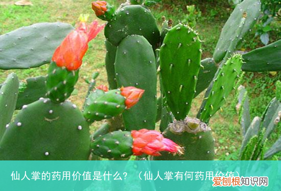仙人掌有何药用价值 仙人掌的药用价值是什么?