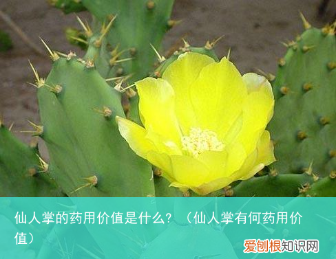 仙人掌有何药用价值 仙人掌的药用价值是什么?