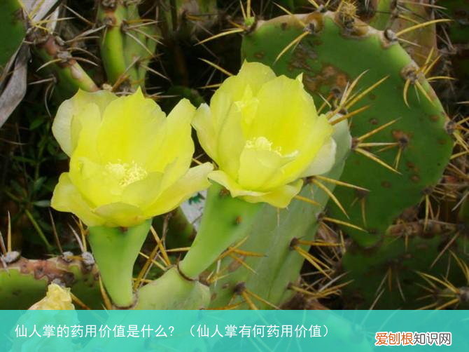 仙人掌有何药用价值 仙人掌的药用价值是什么?