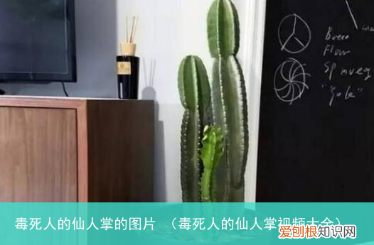 毒死人的仙人掌视频大全 毒死人的仙人掌的图片