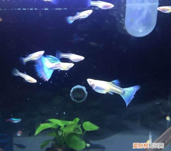 老水对鱼生长好吗 养鱼老水是硬水还是软水