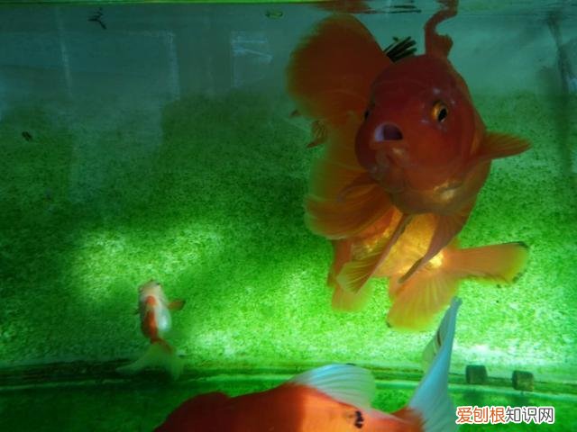 老水对鱼生长好吗 养鱼老水是硬水还是软水
