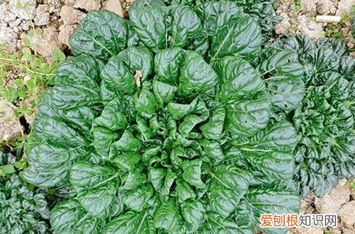 乌塌菜怎样移栽 乌塌菜怎么种植？方法很简单，一看你就会！