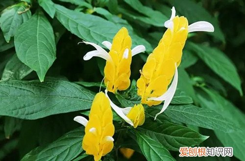 光有花苞不开花 金苞花光长叶子不开花是怎么回事?怎么解决?