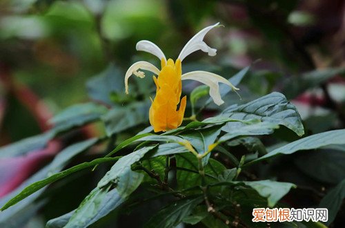 光有花苞不开花 金苞花光长叶子不开花是怎么回事?怎么解决?