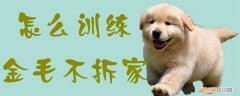 怎么训练金毛不拆家，怎么训练金毛不拆家的方法