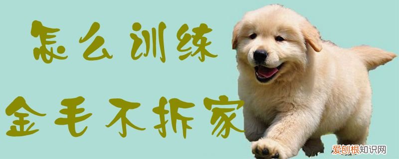 怎么训练金毛不拆家，怎么训练金毛不拆家的方法