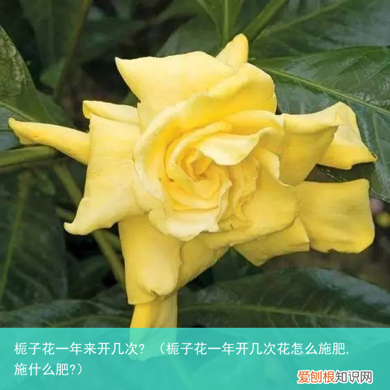 栀子花一年开几次花怎么施肥,施什么肥? 栀子花一年来开几次?