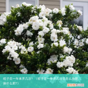 栀子花一年开几次花怎么施肥,施什么肥? 栀子花一年来开几次?