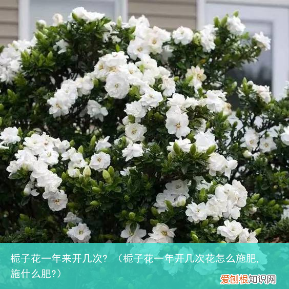 栀子花一年开几次花怎么施肥,施什么肥? 栀子花一年来开几次?