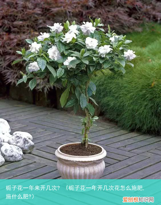 栀子花一年开几次花怎么施肥,施什么肥? 栀子花一年来开几次?