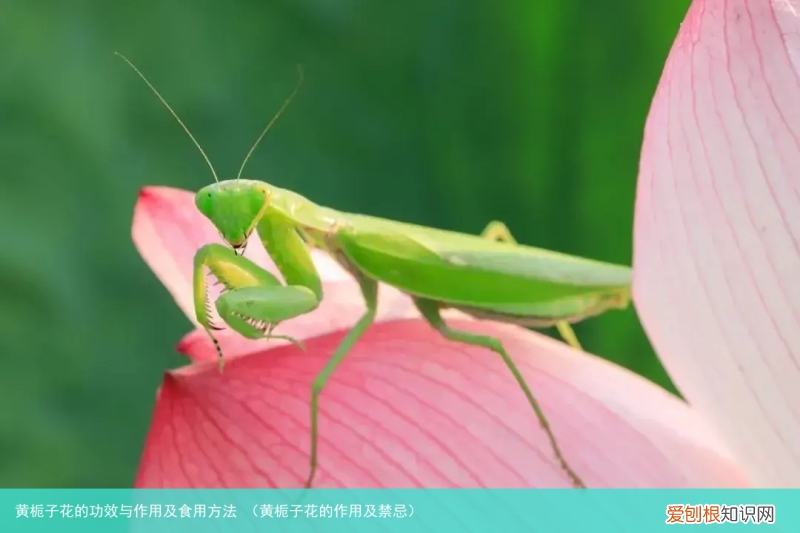 黄栀子花的作用及禁忌 黄栀子花的功效与作用及食用方法