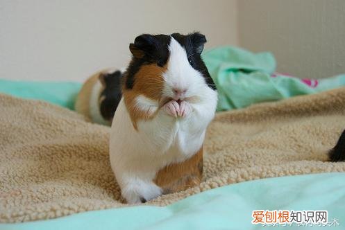 荷兰猪是什么? 荷兰猪是啥玩意儿呀