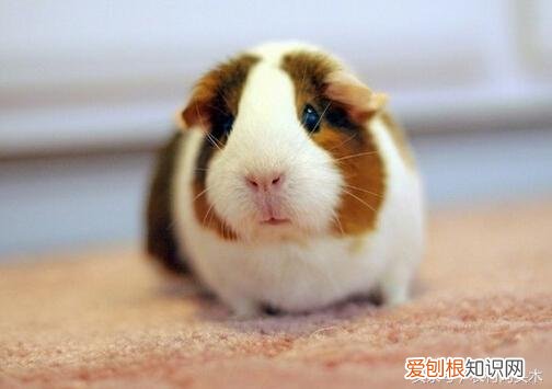 荷兰猪是什么? 荷兰猪是啥玩意儿呀