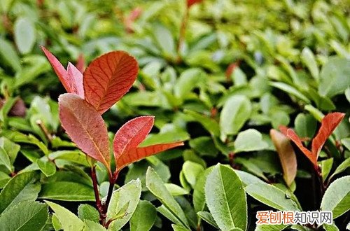 红叶石楠栽培要点 红叶石楠怎么种植？红叶石楠怎么栽培管理？