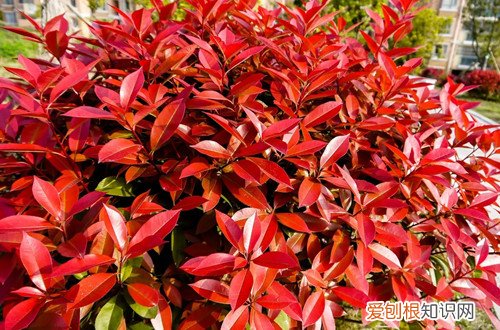 红叶石楠栽培要点 红叶石楠怎么种植？红叶石楠怎么栽培管理？