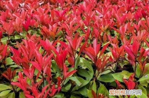 红叶石楠栽培要点 红叶石楠怎么种植？红叶石楠怎么栽培管理？