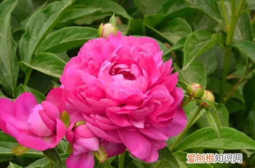 芍药嫩芽断了还会再生吗 芍药嫩芽干枯有可能是这几个原因引起得！