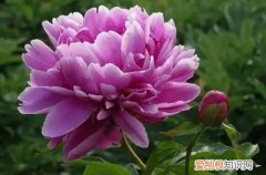芍药嫩芽断了还会再生吗 芍药嫩芽干枯有可能是这几个原因引起得！