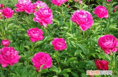 芍药嫩芽断了还会再生吗 芍药嫩芽干枯有可能是这几个原因引起得！