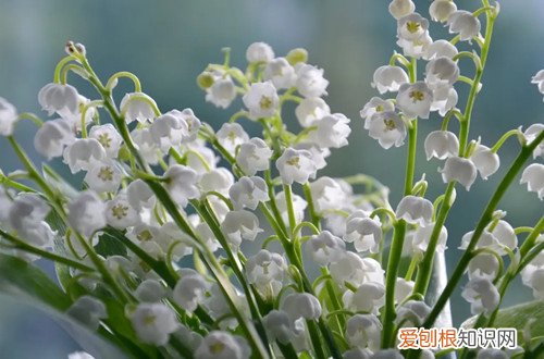 兰花排铃期可以施肥吗 铃兰花需要施肥吗？要施什么肥好？
