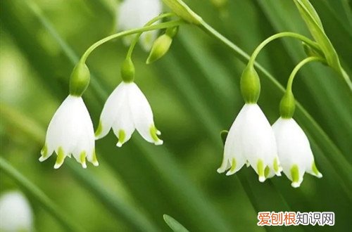 兰花排铃期可以施肥吗 铃兰花需要施肥吗？要施什么肥好？