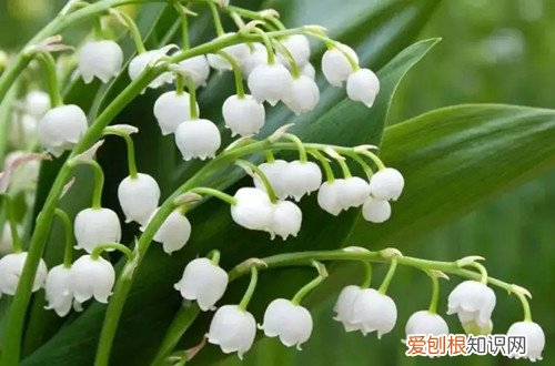 兰花排铃期可以施肥吗 铃兰花需要施肥吗？要施什么肥好？