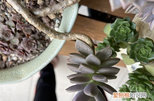 多肉徒长了怎么回事 多肉为啥开始徒长了？如何解救？