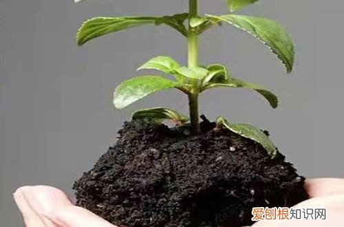 在生物修复过程中,利用植物对土壤进行修复 土壤活化剂是什么？它不仅可以改良土壤，还能促进根系的生长！